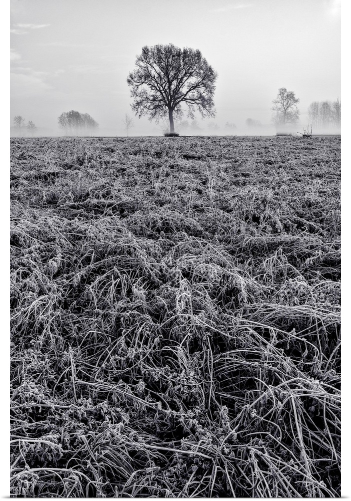 Piedmont Plain, Turin District, Piedmont, Italy, Winter Air Frost In The Piedmont Plain.