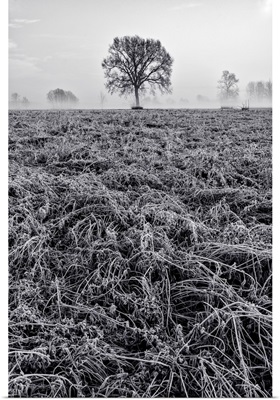Piedmont Plain, Turin District, Piedmont, Italy, Winter Air Frost In The Piedmont Plain