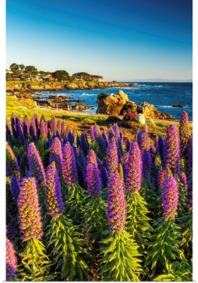 Pride Of Madeira Flowers Along Coast, Pacific Grove, California, USA