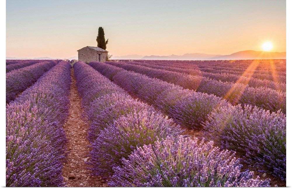Provence, Valensole Plateau, France, Europe. Lonely farmhouse and cypress tree in a Lavender field in bloom, sunrise with ...