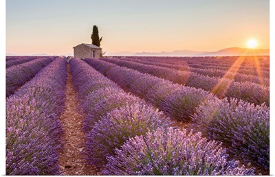 Provence, Valensole Plateau, France, farmhouse and cypress tree in a Lavender field