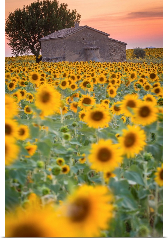 Provence, Valensole Plateau, France, Europe. Lonely farmhouse in a field full of sunflowers, lonely tree, sunset.