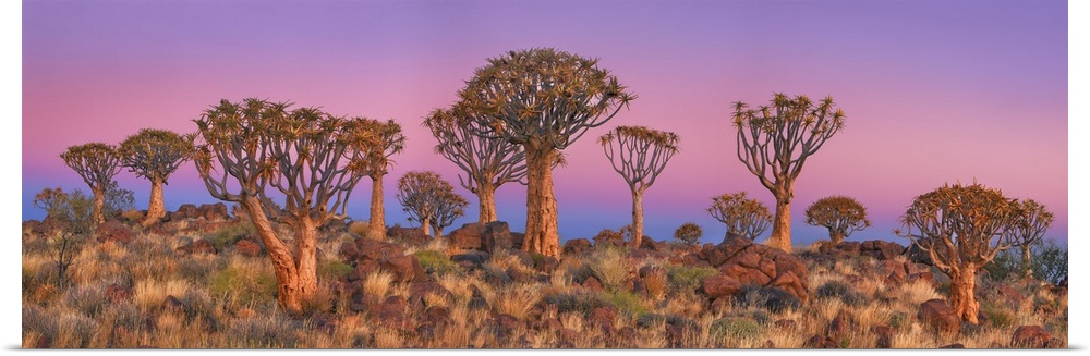 Quiver tree (Kokerboom). Namibia, Karas, Keetmanshoop, Quivertree Forest. Namib. Africa, Namibia.