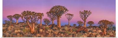 Quiver Tree (Kokerboom), Namibia, Karas, Keetmanshoop, Quivertree Forest, Namib