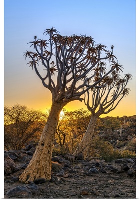 Quiver Tree Or Aloidendron Dichotomum, Quiver Tree Forest, Keetmanshoop, Karas, Namibia