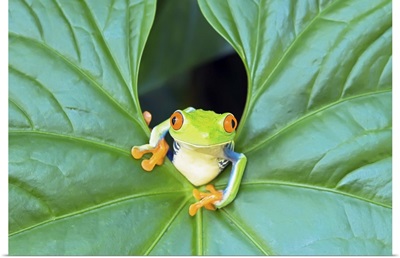 Red-eyed Tree Frog (Agalychins callydrias) emerging from a leaf, Costa Rica