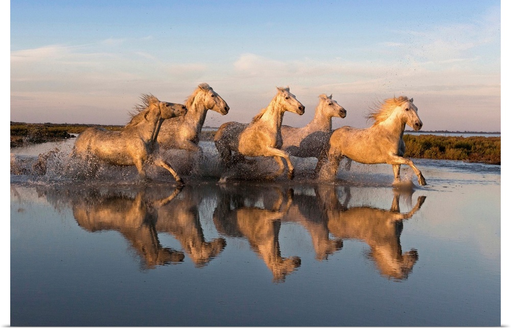 Reflection of white horses of the Camargue running through a shallow lake, Camargue, Provence Alpes Cote d'Azur, France