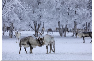 Reindeer Grazing, Pallas-Yllastunturi National Park, Muonio, Lapland, Finland