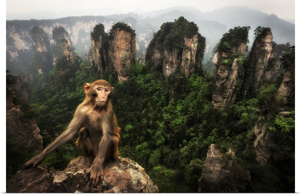 rhesus macaque (Macaca mulatta) over the cliffs of Yellow Stone Village, zhangjiajie national forest park, Hunan, China
