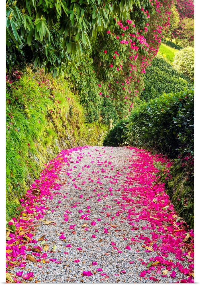 Rhododendron lined path, lanhydrock, bodman, cornwall, England.