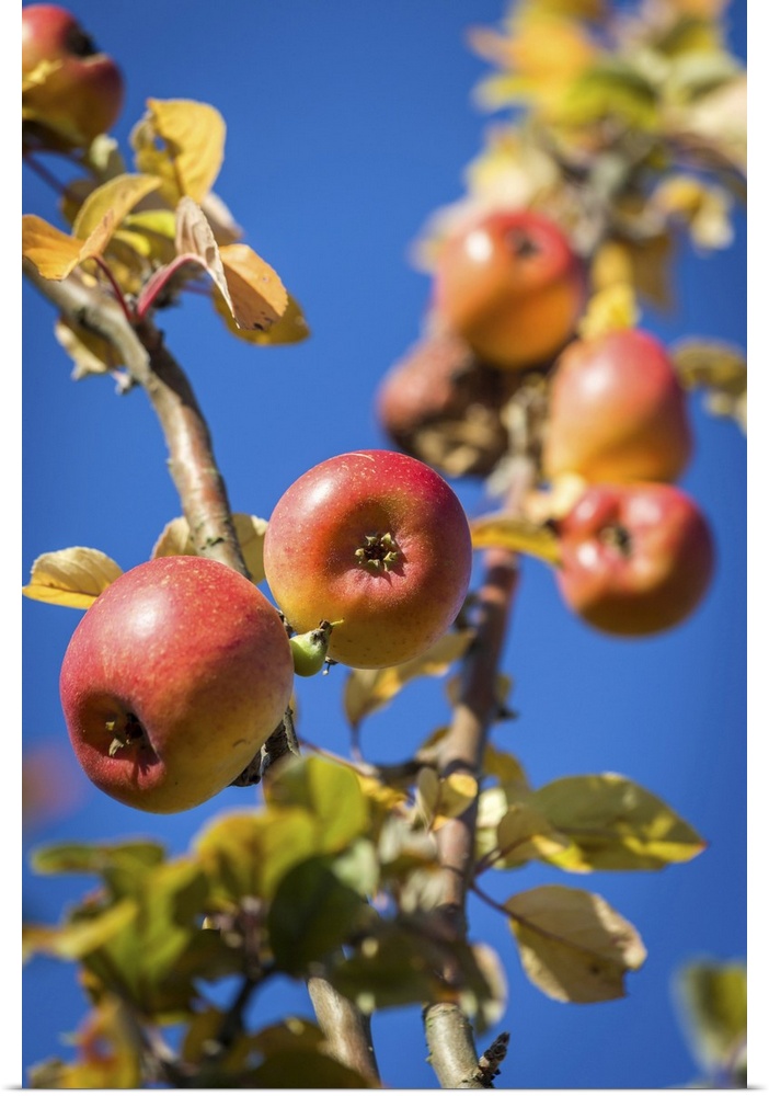 Ripe apples in the orchard meadows near Engenhahn, Niedernhausen, Hesse, Germany