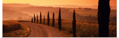 Road And Cypress Trees, Val D' Orcia, Tuscany, Italy