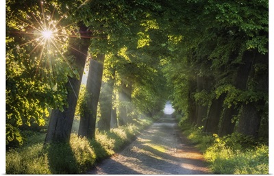 Road Lined With Old Lime Trees At Schaalsee, Mecklenburg-Western Pomerania, Germany