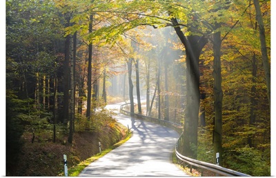 Road through autumn woodland, Saxon Switzerland, Saxony, Germany