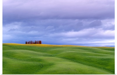 Rolling Hills With Wheat Fields And Cypress Trees, Val d'Orcia, Tuscany, Italy