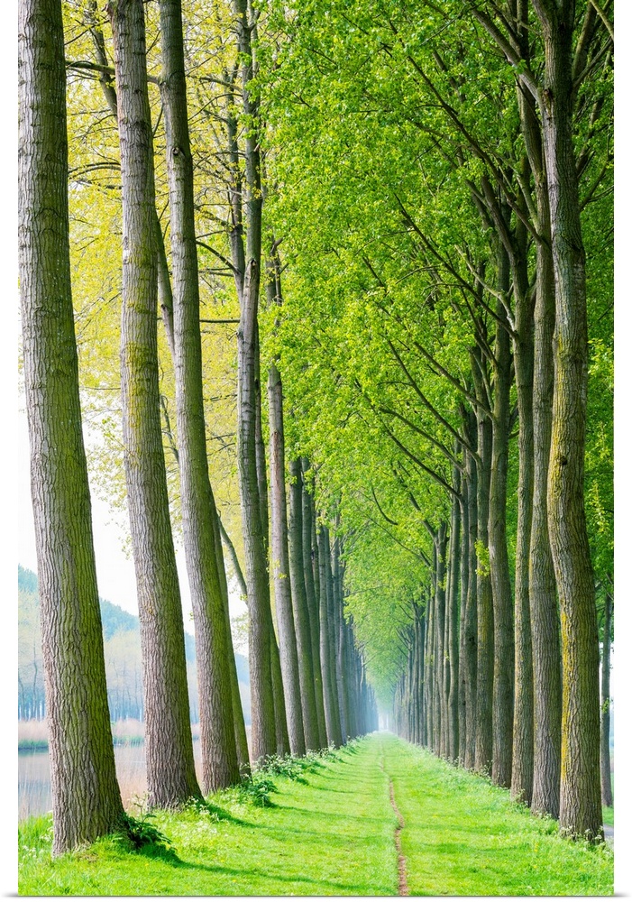 Rows of trees along a canal in spring, Damme, West Flanders, Belgium.