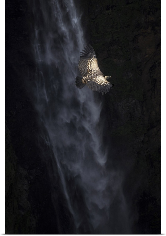 Ruppell's vulture (Gyps rueppelli), also called Rppell's griffon vulture in front of Jinbar waterfalls, Simien Mountains N...