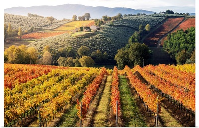 Sagrantino Di Montefalco Vineyards In Autumn, Umbria, Italy
