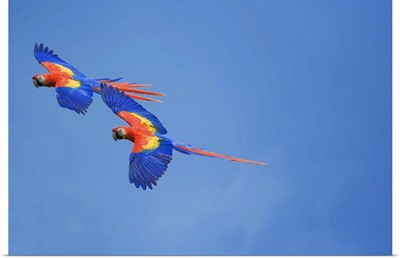 Scarlet Macaws in flight, Corcovado National Park, Costa Rica