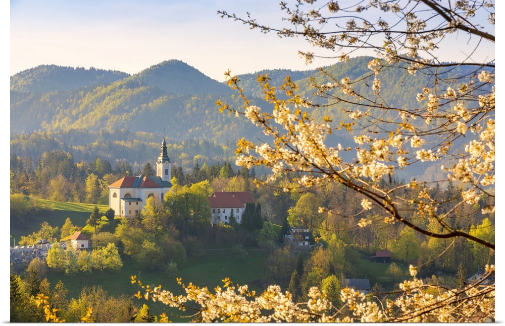 Sela pri Kamniku church framed by a flowering trees, kamnik, Upper Carniola region, Slovenia