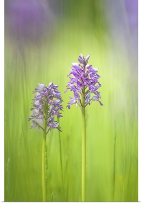 Slovenia, Orchis militaris in the green grass
