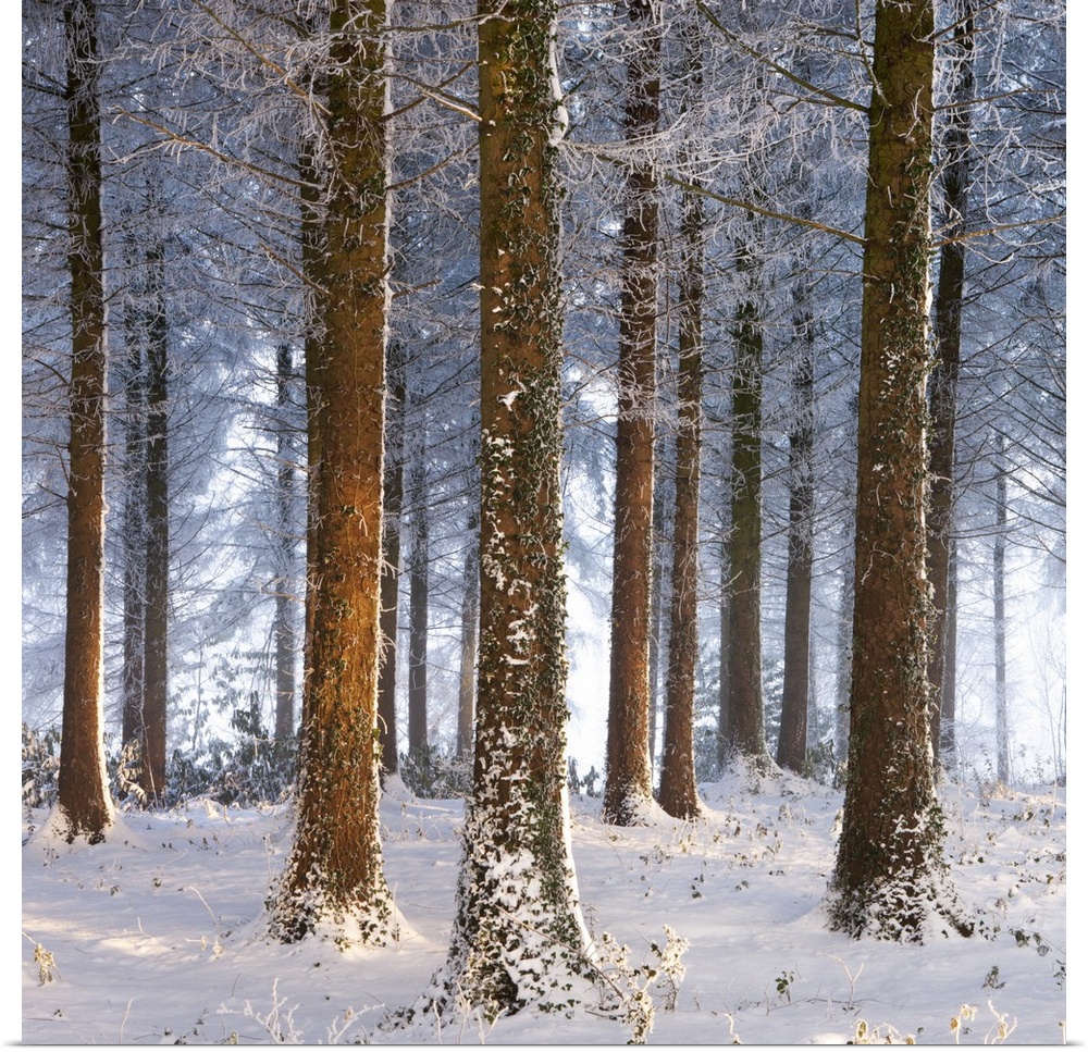Snow covered pine woodland, Morchard Wood, Morchard Bishop, Devon, England. Winter