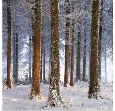 Snow covered pine woodland, Morchard Wood, Morchard Bishop, Devon, England