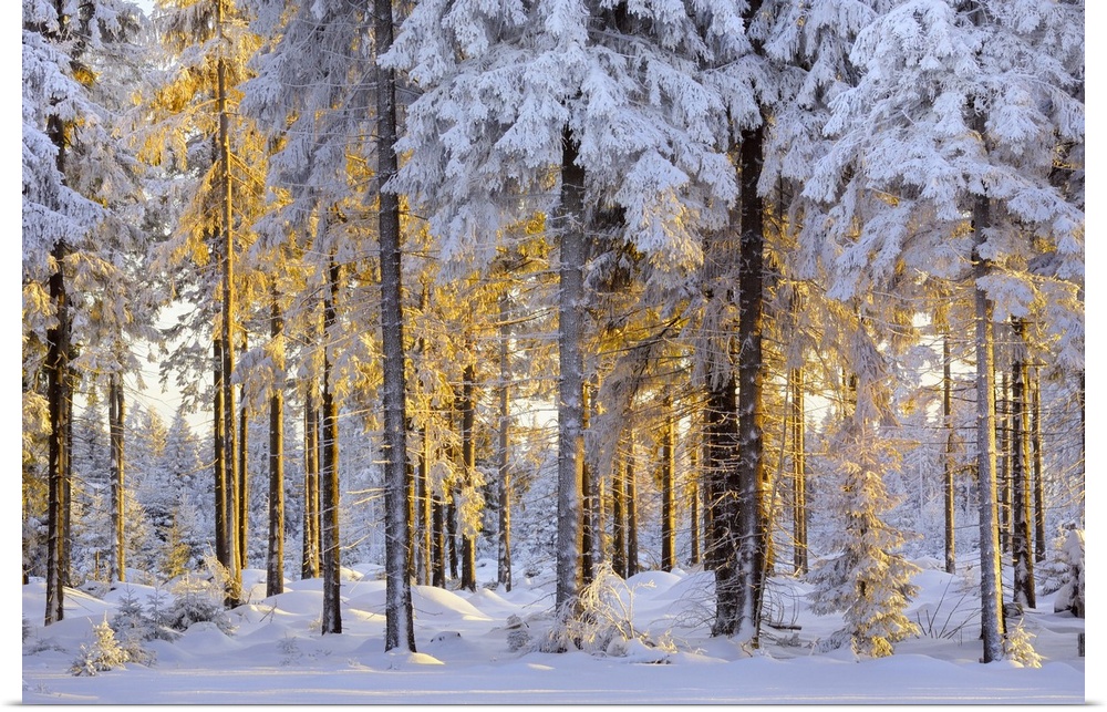 Snow-covered spruce forest in evening light, Fichtelberg, near Oberwiesenthal, Ore Mountains, Erzgebirge, Saxony, Germany,...