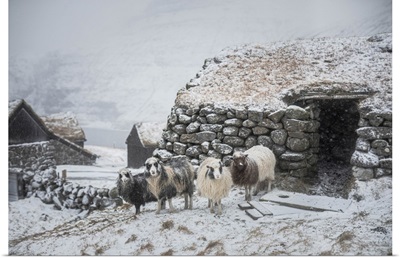 Snowfall In The Village Of Saksun, Streymoy, Faroe Islands