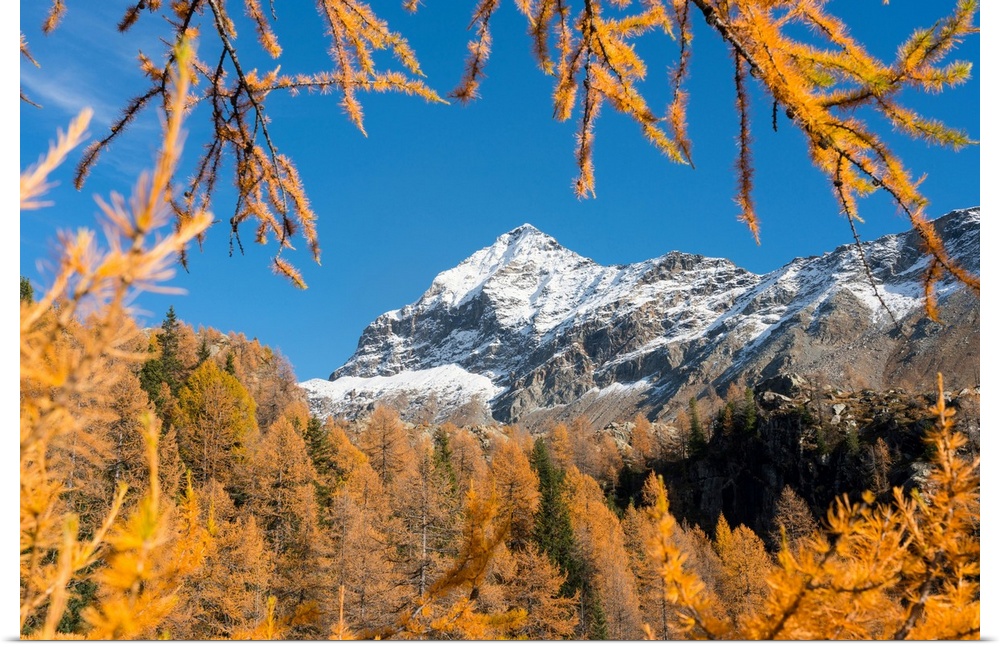 Snowy Scalino peak framed by red larches, malenco valley, valtellina, sondrio, lombardy, italy
