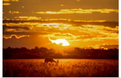 Springbok At Sunset, Kalahari Desert, Botswana
