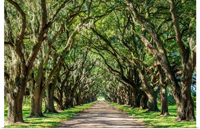 St. John the Baptist Parish. Evergreen Plantation road lined with southern oak trees