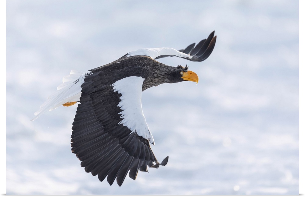 Steller's sea eagle (Haliaeetus pelagicus) flying over sea ice in the Nemuro Strait, Hokkaido, Japan. Hokkaido, Japan.