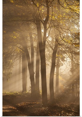Sun Breaks Through The Fog, Rheingau-Taunus Nature Park, Niedernhausen, Hesse, Germany