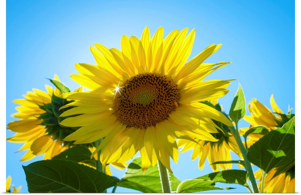 Sun shining through giant yellow sunflowers in full bloom, Oraison, Alpes-de-Haute-Provence, Provence-Alpes-Cote d'Azur, F...