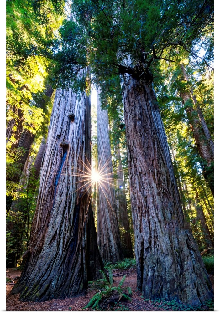 Sunburst Through Redwood Trees, Jedediah Smith Redwood State Park, California, Usa