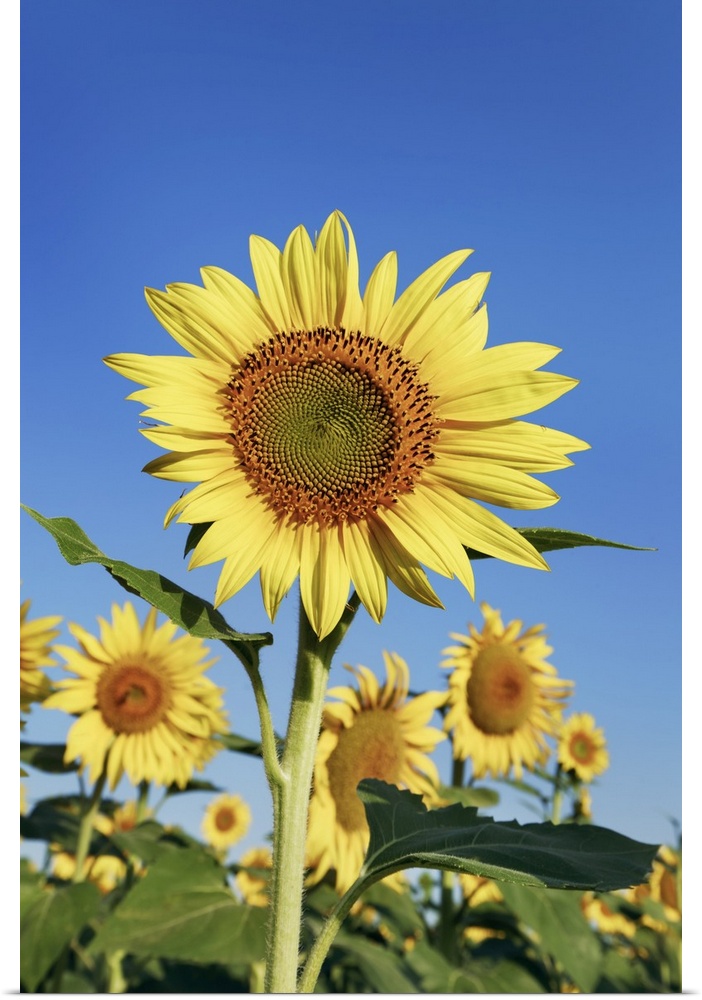Sunflower field. France, Provence-Alpes-Cote d'Azur, Alpes de Haute Provence, Forcalquier, Valensole, Valensole, west of P...