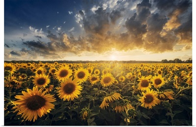 Sunflowers During A Colorful Summer Sunset In Tuscany, Italy