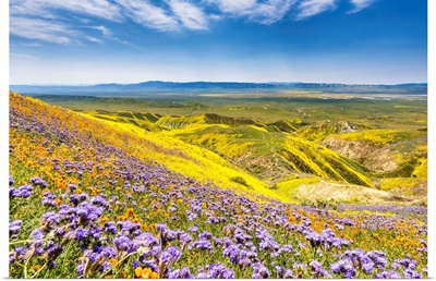 Super Bloom Of Wildflwowers, Carrizo Plain National Monument, California, USA