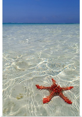 Tanzania. Zanzibar, Jambiani, starfish easily visible close to the reef at low tide