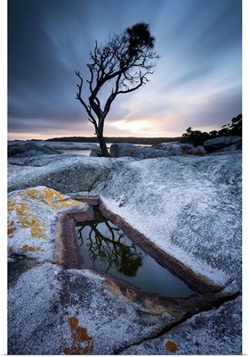 Tasmania, Australia. Single tree reflected in water pool at Bay of Fires, at sunrise