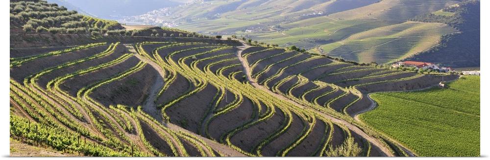 Terraced vineyards in the Douro region, a Unesco World heritage site. Portugal
