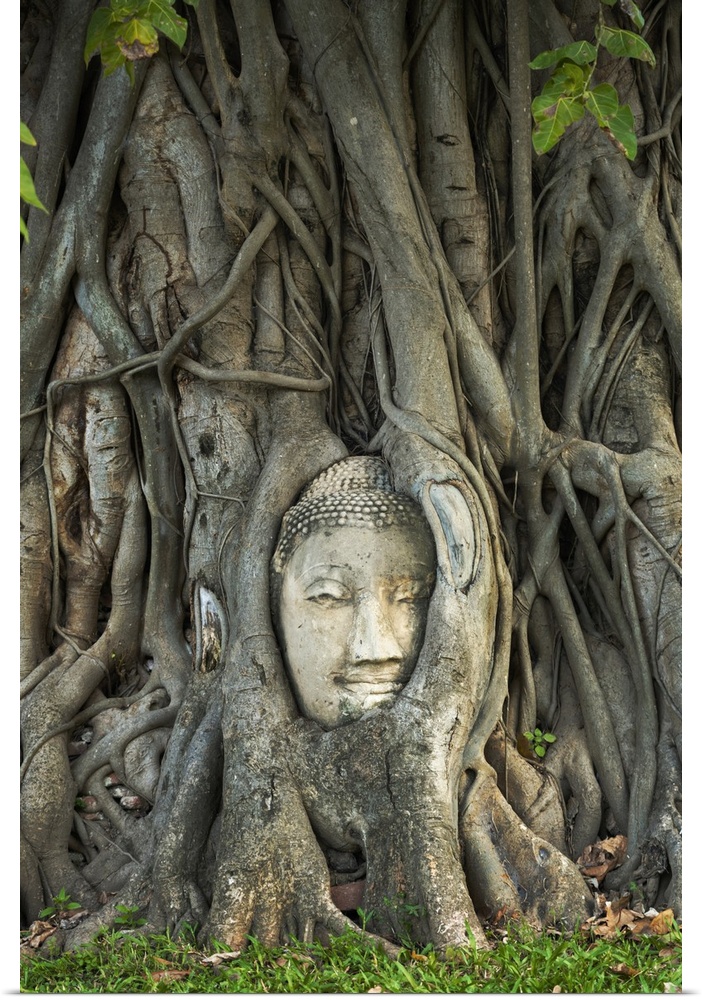 Thailand, Phra Nakhon Si Ayutthaya, Ayutthaya, Wat Mahathat, Buddha image in roots of Bodhi tree. UNESCO World Heritage site.
