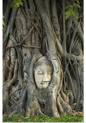 Thailand, Phra Nakhon Si Ayutthaya, Wat Mahathat, Buddha Image In Roots Of Bodhi Tree