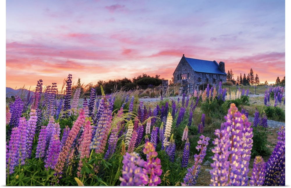The church of the Good Shepherd with lupins in bloom by the lake at sunrise at Tekapo, New Zealand