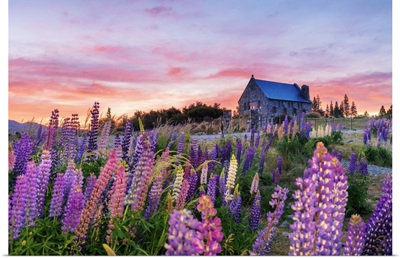 The Church Of The Good Shepherd With Lupins In Bloom By The Lake At Tekapo, New Zealand