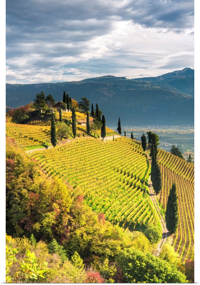 Termeno/Tramin, Province Of Bolzano, South Tyrol, Italy, Europe. The Hill Of Kastelaz With His Vineyards