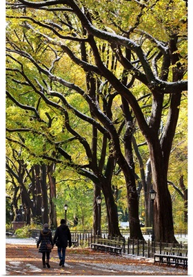 The Mall and Literary Walk with Elm Trees forming the avenue canopy, NY