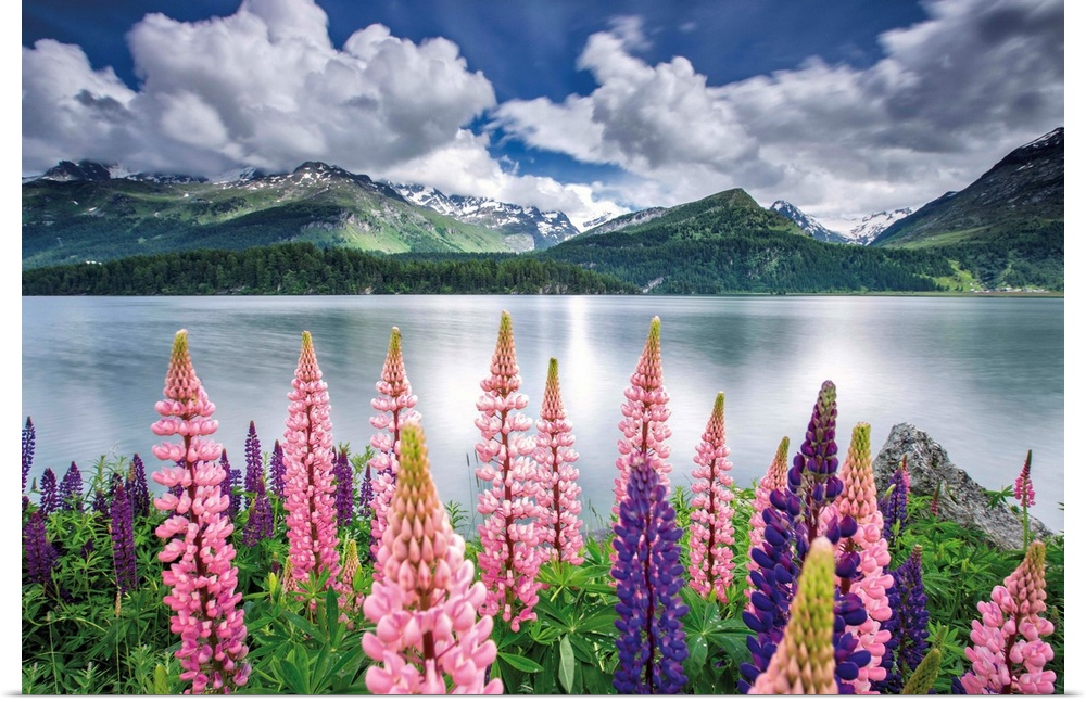 Blooming of lupins on the shores of Lake Sils. Engadine. Canton of Graubunden. Switzerland.