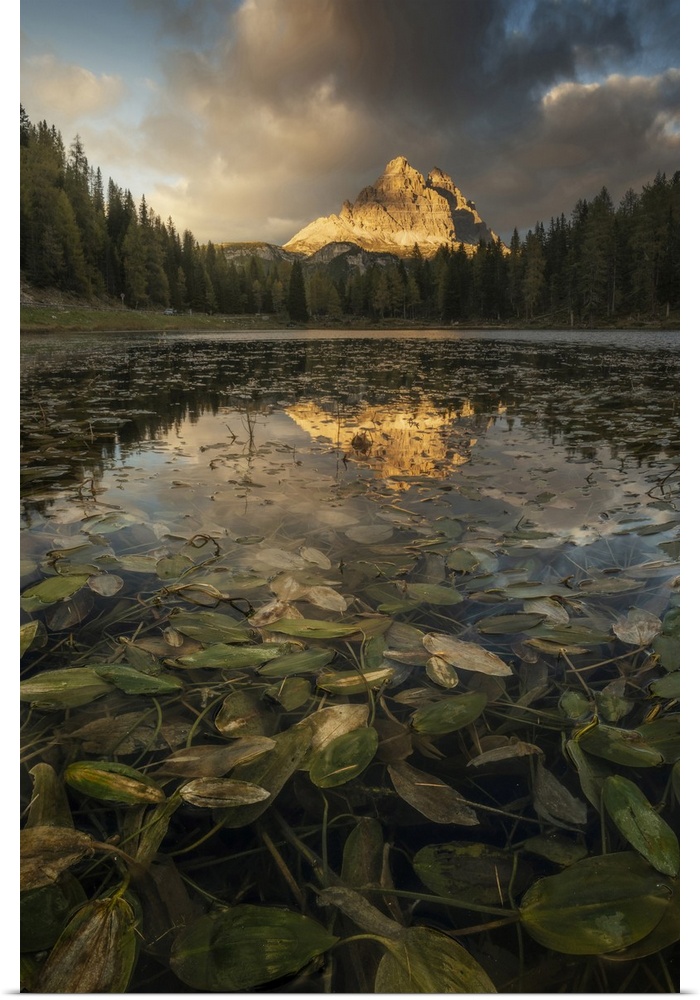 The Tre Cime di Lavaredo reflecting in the Antorno lake during an early autumn sunset, with some algies in the foreground....